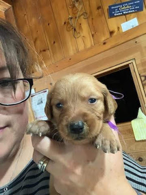 Pups1